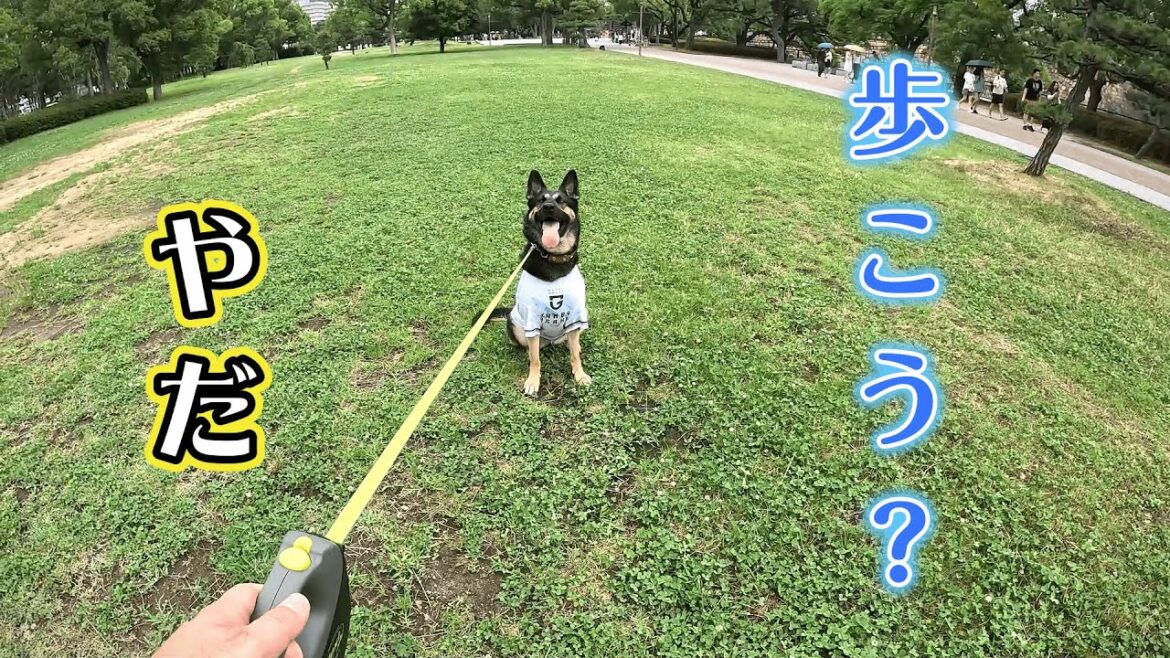ママを待ってる間にオヤジが愛犬と散歩するとこうなります【ジャーマンシェパード】