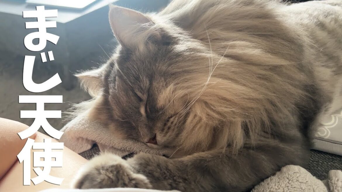 【猫のいる生活】朝目が覚めると天使が寝ていました ノルウェージャンフォレストキャット