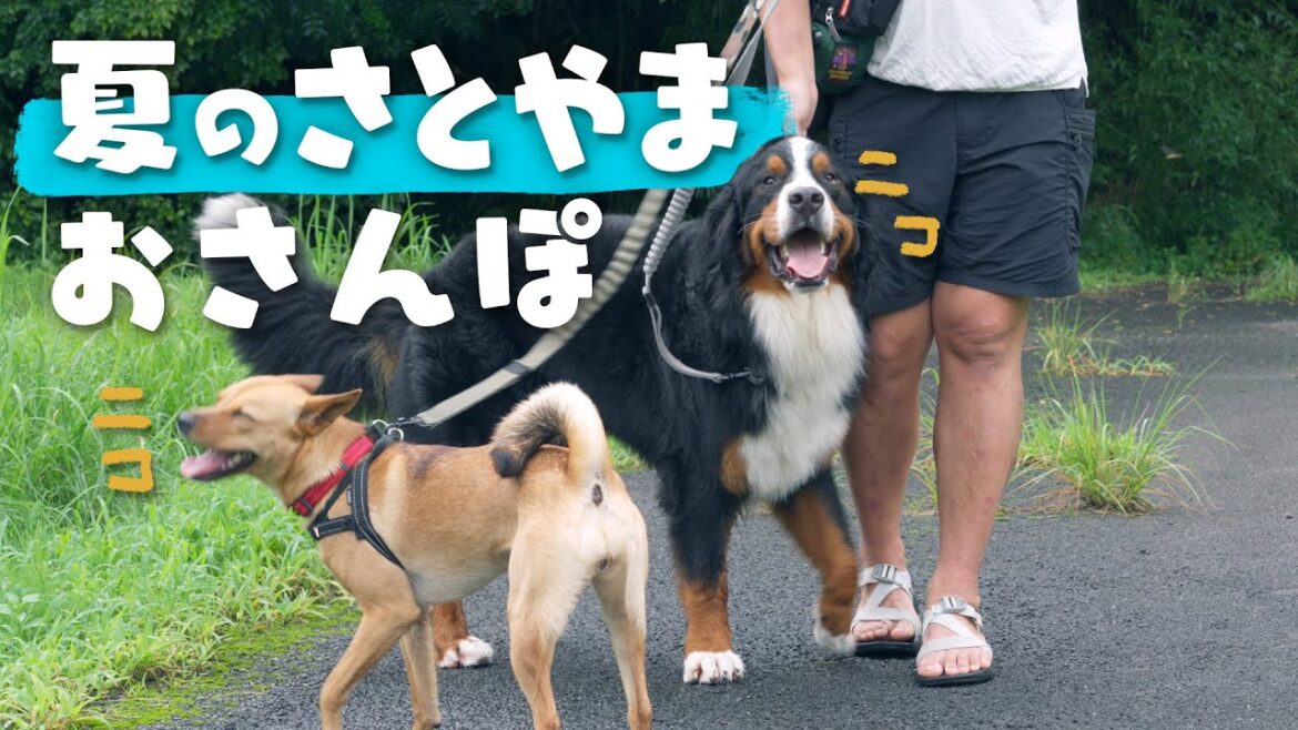 里山の夏。超大型犬のテオと元野良の子のヨーの過ごし方。