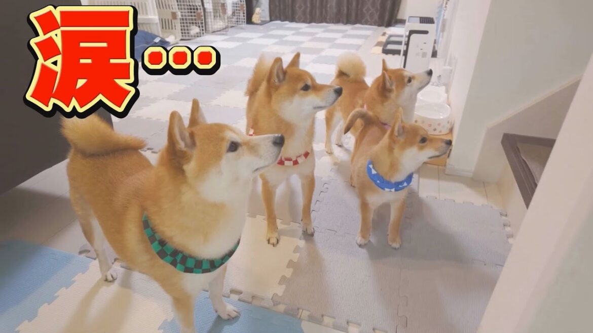 ママが居なくなり、不安になった子犬が吠える姿に胸が熱くなりました