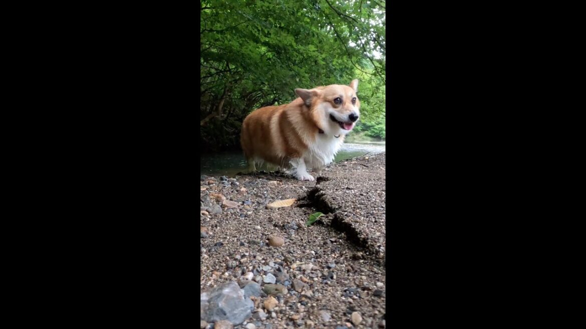 せせらぎを歩いて嬉しそうなコーギー / Corgi looks happy walking in the stream #corgi #コーギー #サクラ