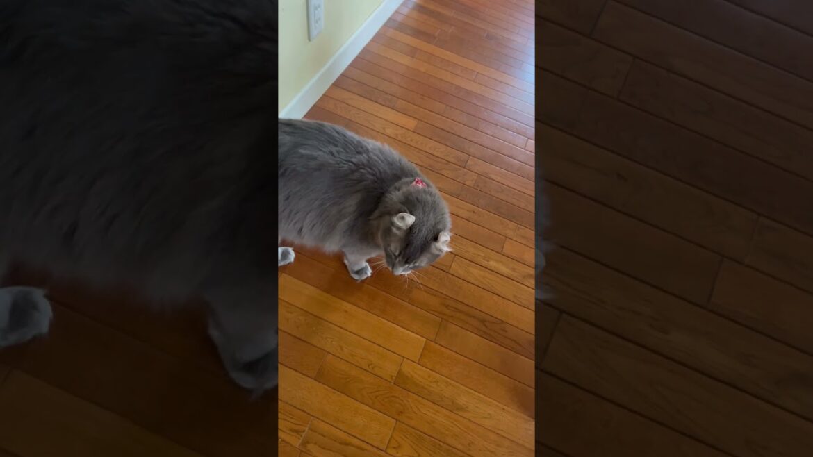 猫動画 #shorts 待ちきれない #catlife