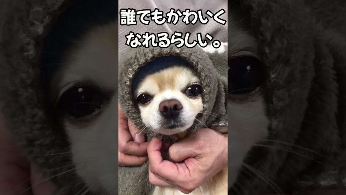 【ぷん助】タケコプターが壊れたチワワ #shorts #chihuahua #ロングコートチワワ  #顔だけチラリのぞかせると #ドラえもん #タケコプター #doraemon #도라에몽