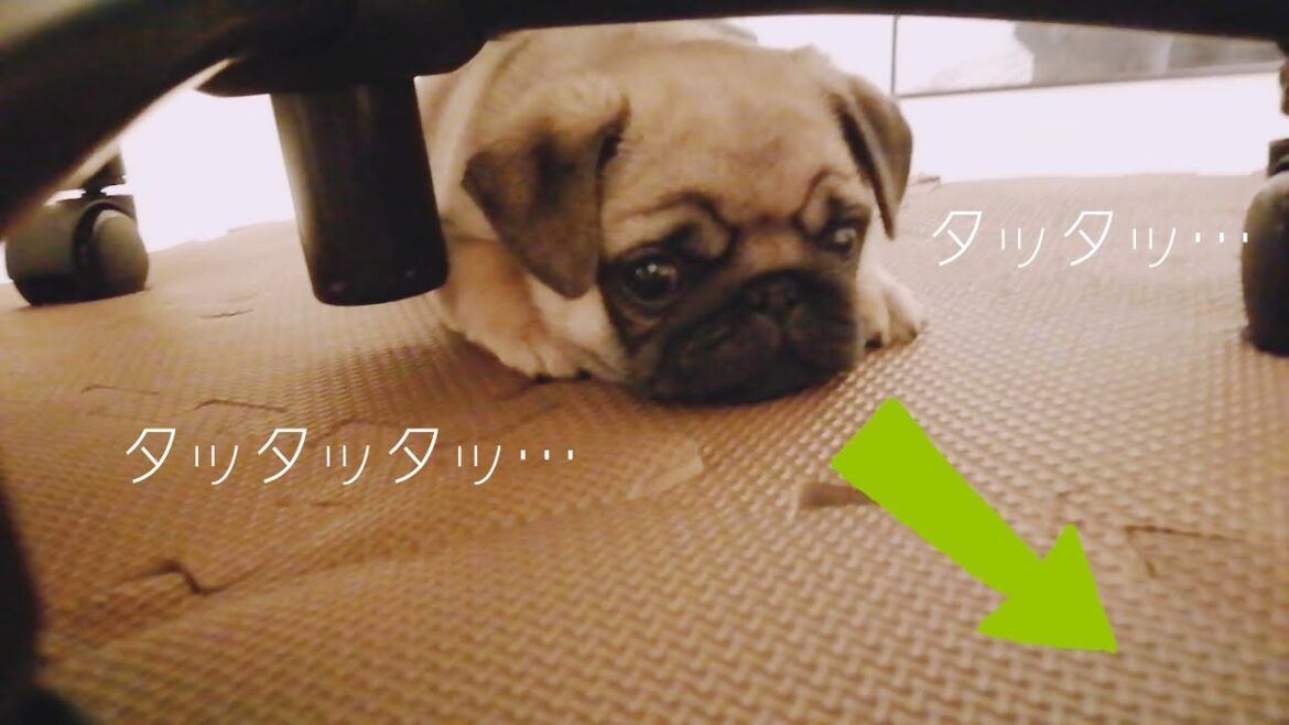 赤ちゃんパグのほふく前進が可愛すぎる [子犬0歳♂と30代独身男]