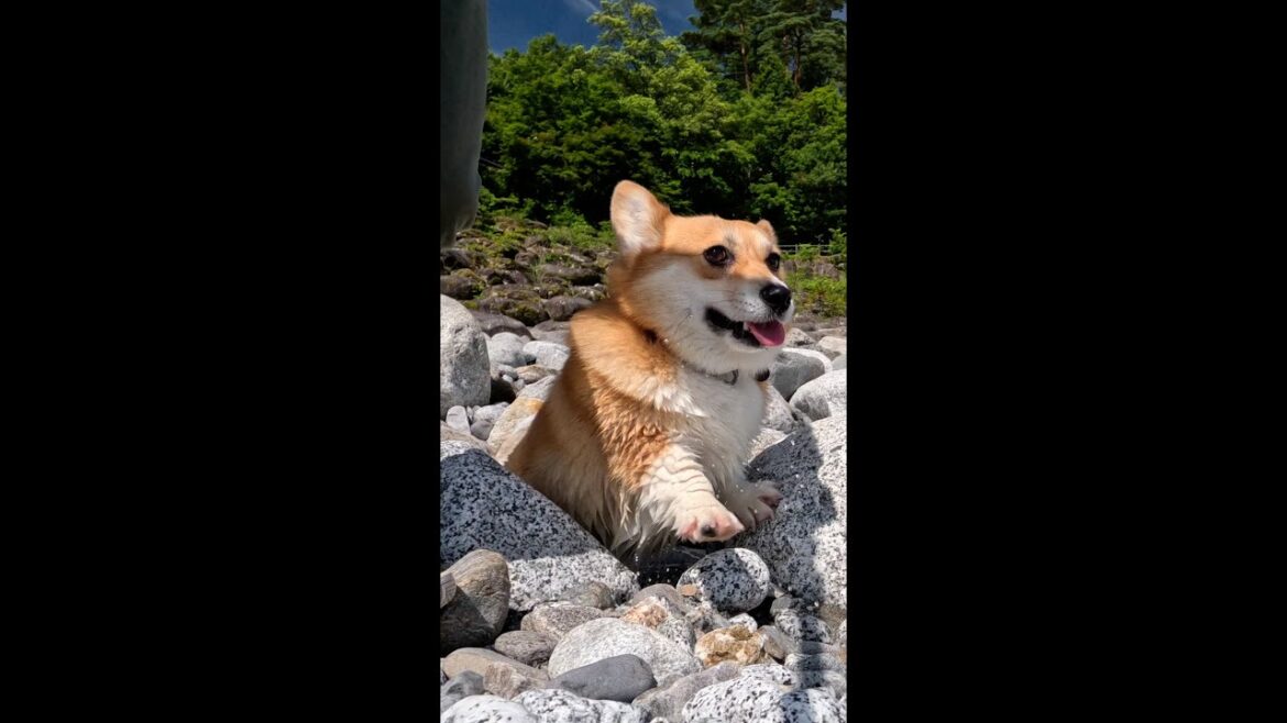 前足の運びが上手いコーギー / Corgi with dexterous front legs #コーギー #corgi #サクラ