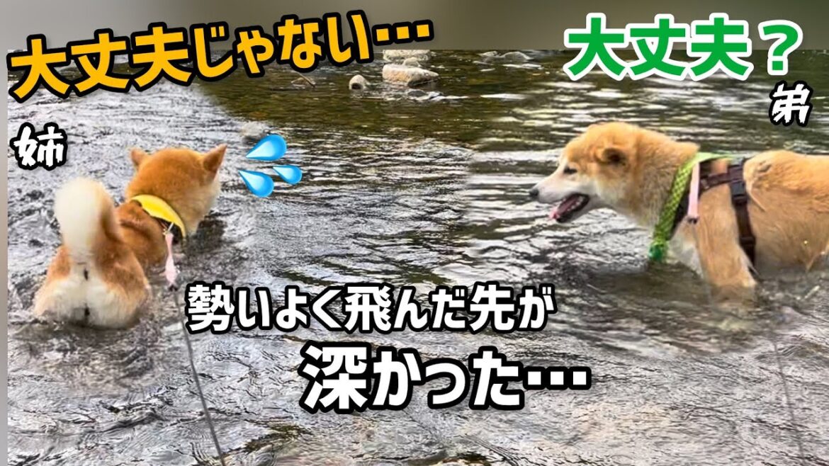 弟柴犬を追いかけて川へ飛び込んだら深くて大丈夫じゃなかった姉柴犬が勇敢でかわいい