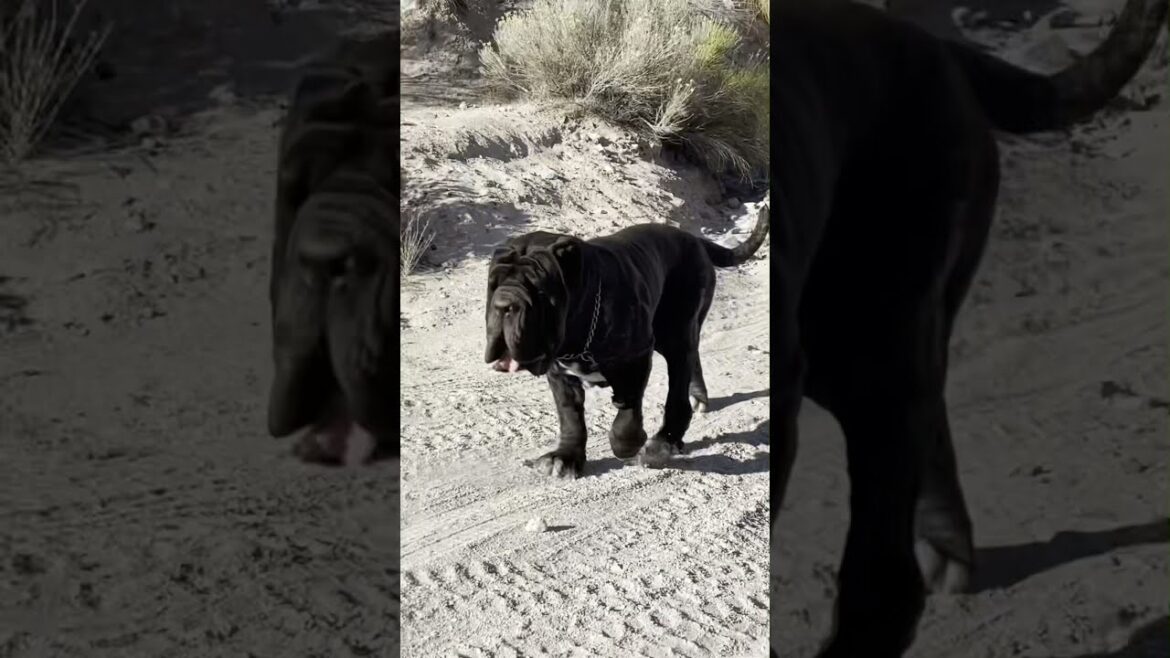Neapolitan Mastiff Downhill