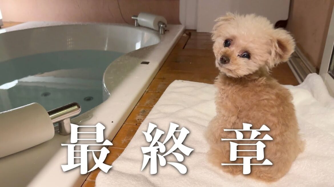 【お誕生日旅行⑩】素敵な思い出をありがとう！【トイプードル】