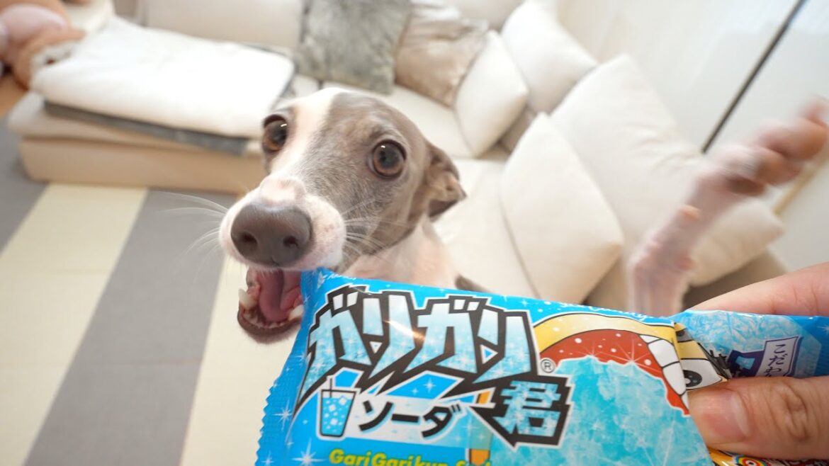 おいおい嘘だろ⁈愛犬用のガリガリ君が発売されたらしいぞ‼︎【熱中症対策】