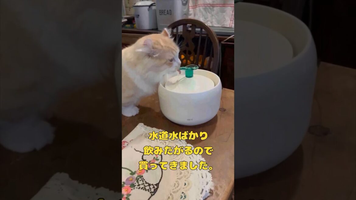 【キンカロー】水道水大好きネコに給水機与えてみた【マンチカール】