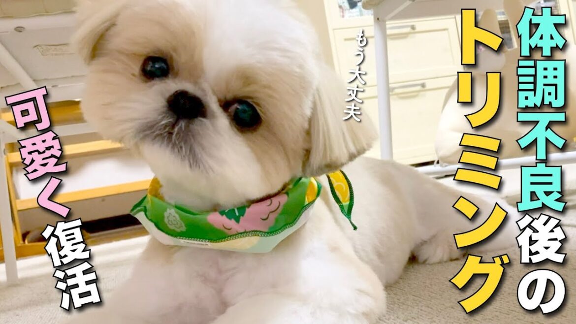 【シーズー】体調不良後のトリミングも可愛く復活！w（今日のオトンクッキングは、食べ頃メロンの見分け方！富良野メロン編）【338】
