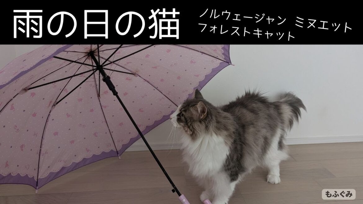 雨の日の猫はこう過ごす（いつもと同じかも！？）【ミヌエット＆ノルウェージャンフォレストキャット】
