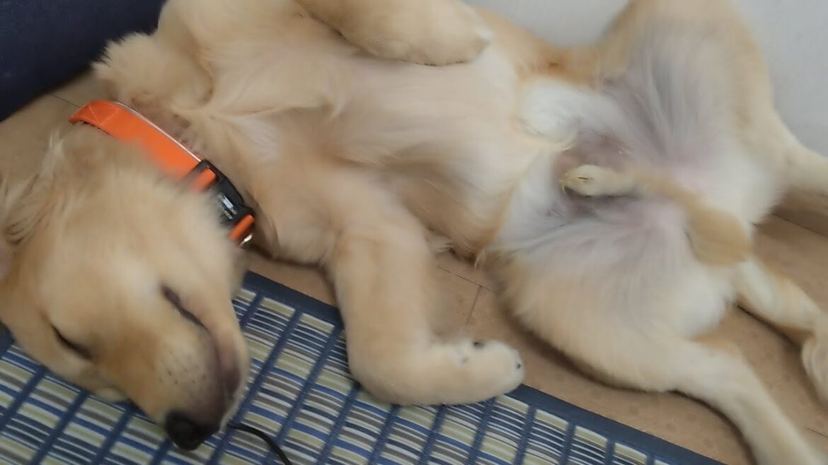 爆睡中~!生後5ヶ月ってこんな感じで寝るの(笑)【Golden Retriever japan】 爆睡中~!生後5ヶ月ってこんな感じで寝るの(笑)【Golden Retriever japan】