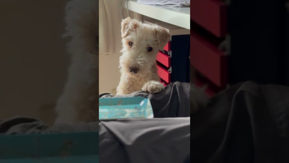レークランドテリアの性格  #shorts 　#レークランドテリアの性格　＃レークランドテリアの #lakelandterrier #老犬 　#アイス