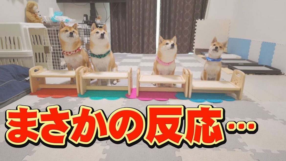 ママと３日ぶりの再会！４兄妹の意外な反応に笑うしかありませんでした・・・