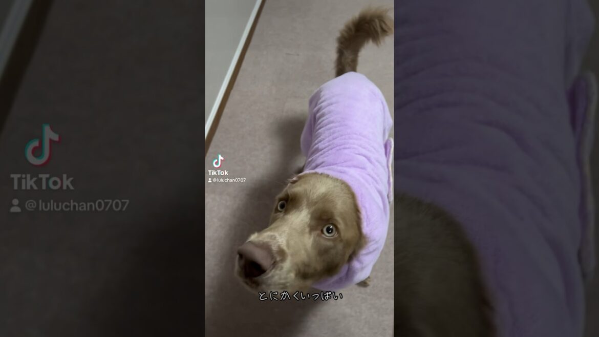 通じ合えてるはず❤️❤️ #大型犬 #犬のいる暮らし #ワイマラナー#ワイマラナーロングヘアード #dog#wiemaraner #shorts #ルルちゃんのルンルンちゃんねる