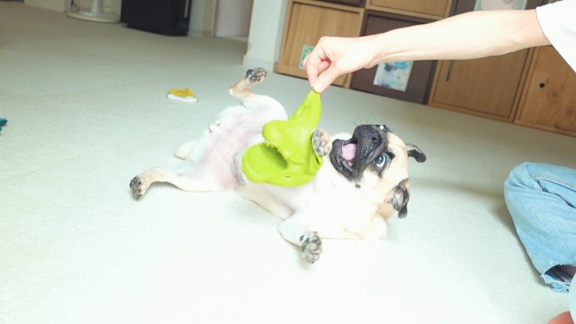 うちのパグは遊んでいる最中にちょっと変わったポーズをするんです。My pug strike slightly unusual poses while playing.【パグ、pug】