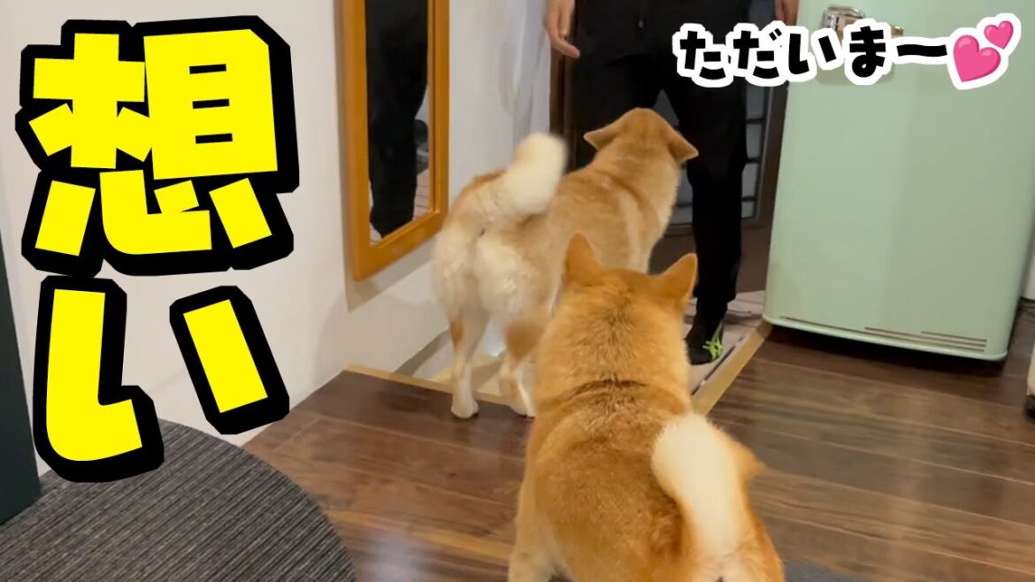 こまめを失って間もなく1年…家族それぞれの想いは… こまめを失って間もなく1年…家族それぞれの想いは…