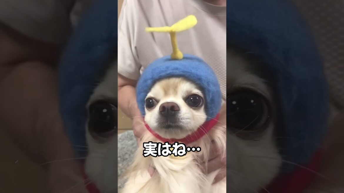 【ぷん助】犬だねチワワ #shorts #chihuahua #ロングコートチワワ  #犬だね