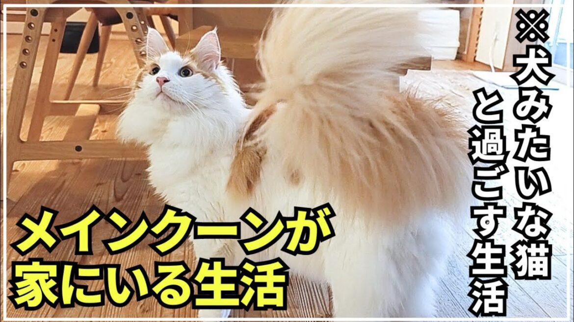 メインクーンが居る生活ってこんなに楽しいんです！【大型猫メインクーン】