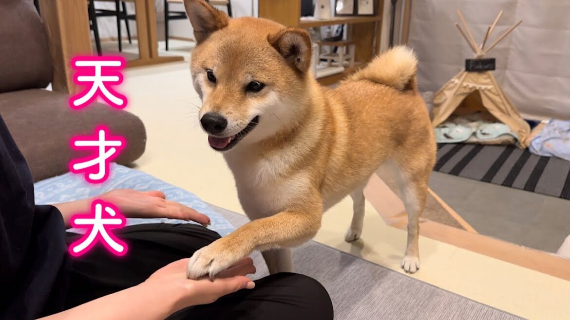 完全に人の言葉を理解し会話できるようになった柴犬
