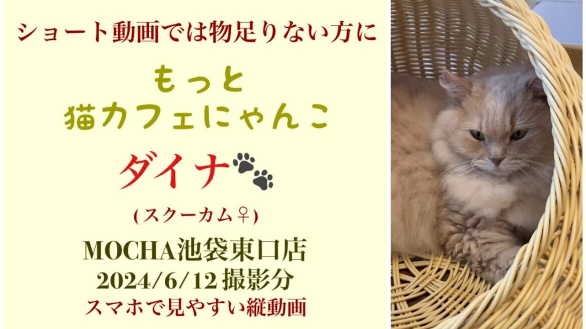 【完全版】 🐱ダイナ🐱 猫カフェMOCHA池袋東口店 (スクーカム♀) 2024/6/12 撮影分 #日替わり猫カフェにゃんこ 【完全版】 🐱ダイナ🐱 猫カフェMOCHA池袋東口店 (スクーカム♀) 2024/6/12 撮影分 #日替わり猫カフェにゃんこ