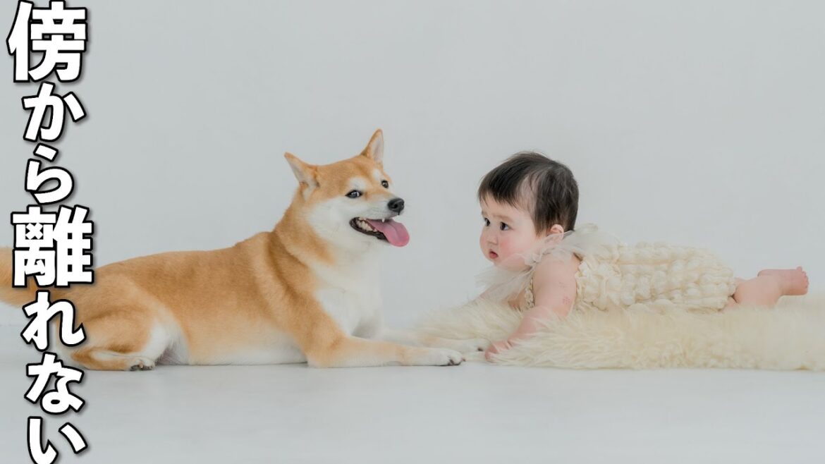 赤ちゃんのことが心配で終始近くで見守り続ける柴犬
