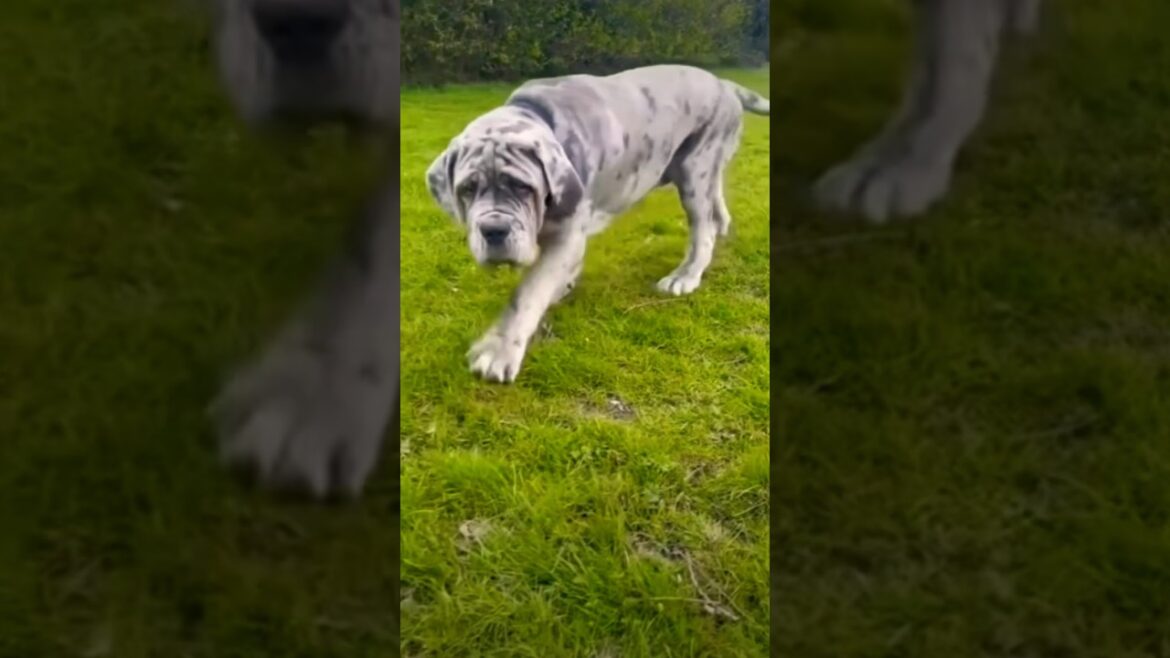 Neapolitan Mastiff dog ๐ถ | pet | #shorts #ytshorts #neapolitanmastiff Neapolitan Mastiff dog ๐ถ | pet | #shorts #ytshorts #neapolitanmastiff