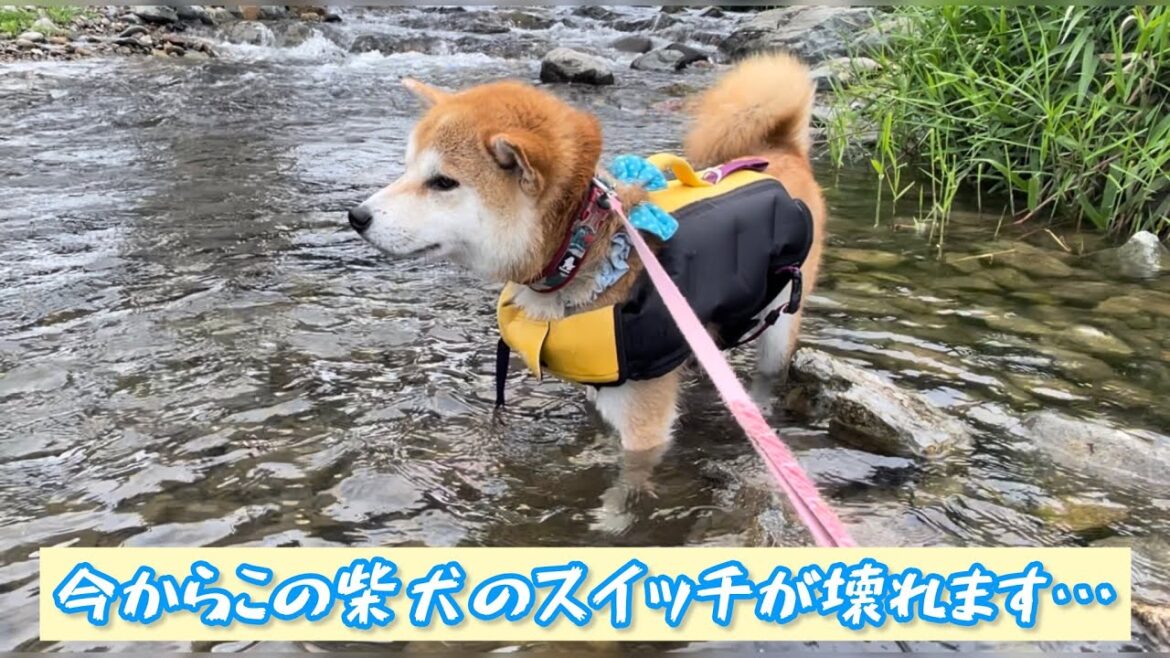 厳しい状況でも楽しくて終わらない川遊びをする巨体柴犬末っ子がかわいい