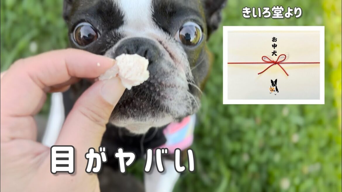 夏の贈り物！自宅の愛犬に贅沢なご褒美「お中犬」ハムセット/愛犬のおやつ/きいろ堂