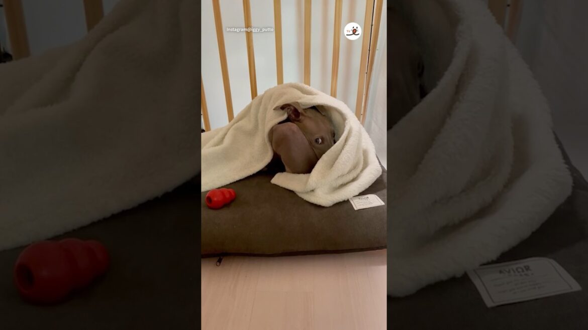 体どうなってるの？？？｜PECO #イタリアングレーハウンド #犬 #愛犬家 #犬のいる暮らし #italiangreyhound #dog #doglover #doglife