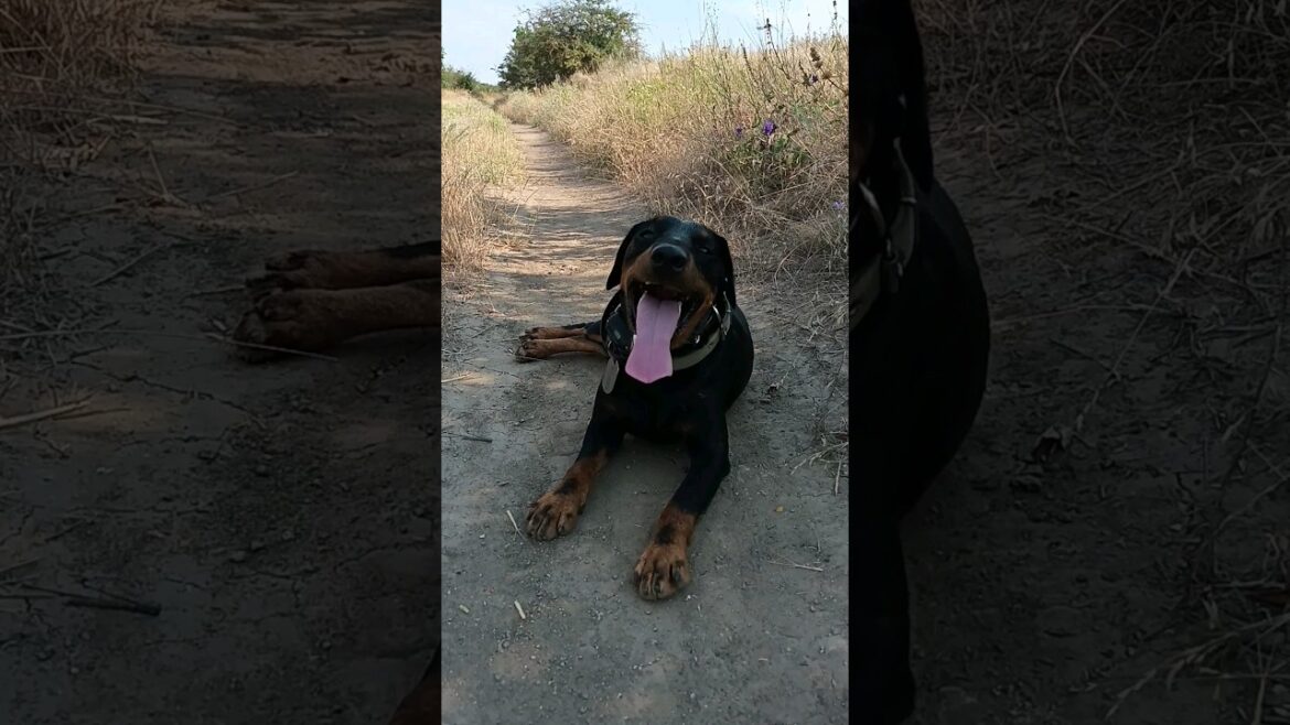 ⚡Рубик⚡+35C жара июля  тень ягдтерьер jagdterrier hot ⚡Рубик⚡+35C жара июля  тень ягдтерьер jagdterrier hot