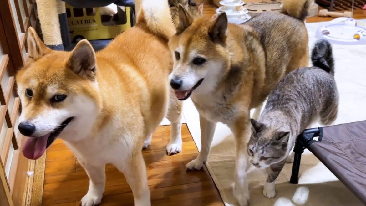 柴犬が散歩に行こうとすると猫たちまで慌ただしくなりました…笑 柴犬が散歩に行こうとすると猫たちまで慌ただしくなりました…笑