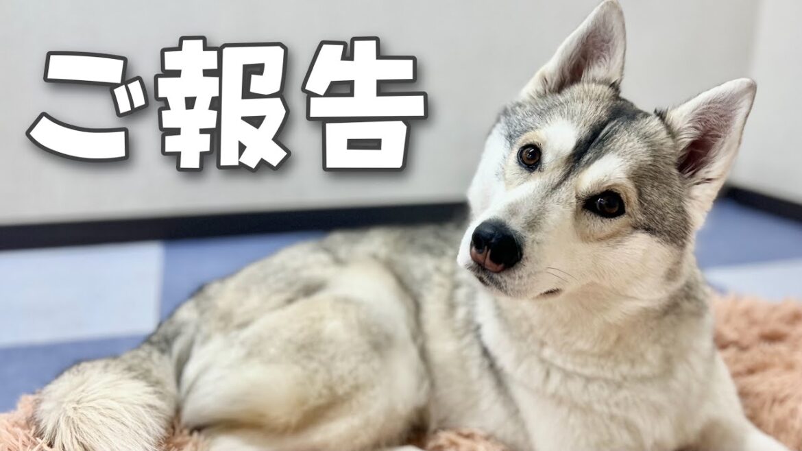 【ご報告】シベリアンハスキーいちみから皆様へ嬉しいお知らせが！！！