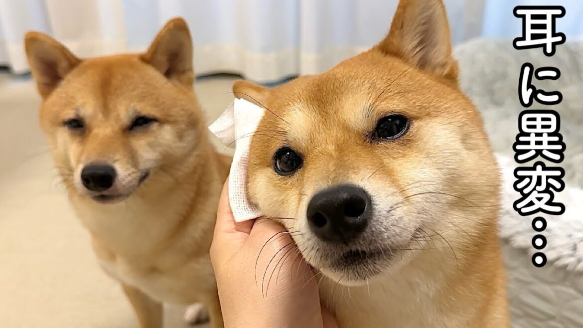 愛犬の耳に異変が見つかり急遽病院へ行ってきました…