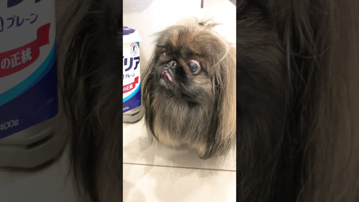 朝のペキニーズのお楽しみ