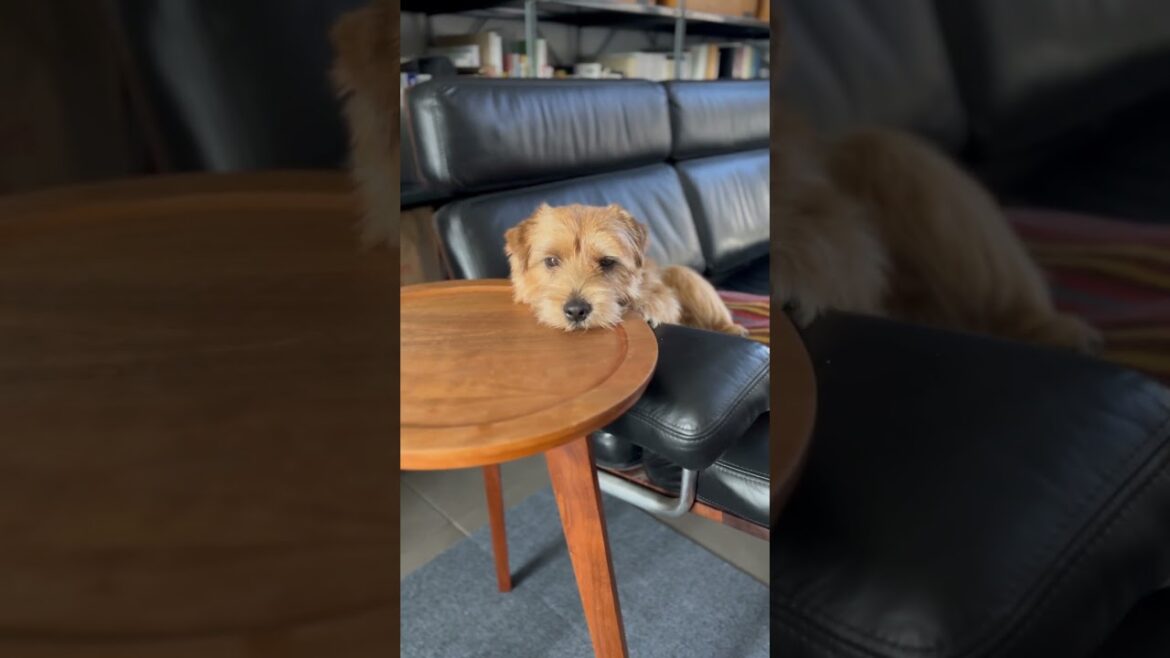 【この場所落ち着く】#shorts #norfolkterrier #kichi #cutedog #dog #ノーフォークテリア #吉 #落ち着く