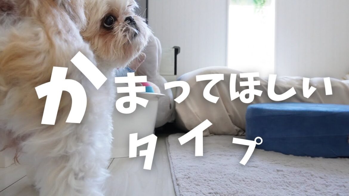 【シーズー】お喋りな犬に肉球の上で転がされたwww～多頭飼い～チワワ シーズー ミニチュアピンシャー トイプードル