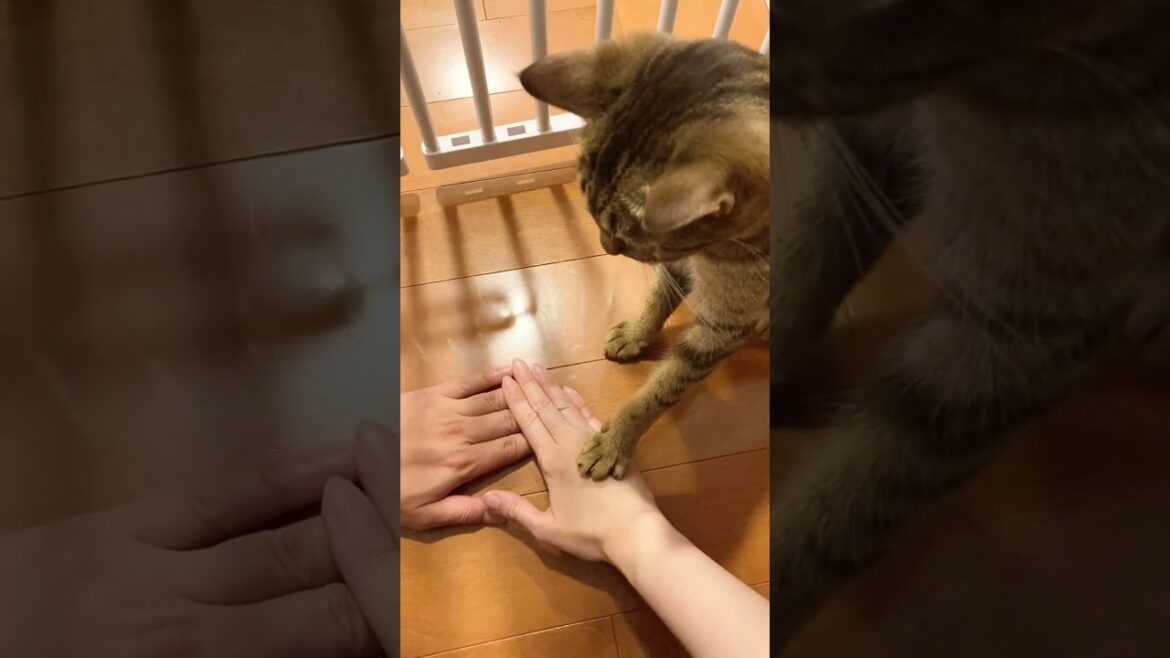 家族の団結？！オシキャット「くるみちゃん」お手々を合わせて、えいえいおー！ #猫王国 #cat #かわいい子猫 #猫好きさんと繋がりたい み#オシキャット