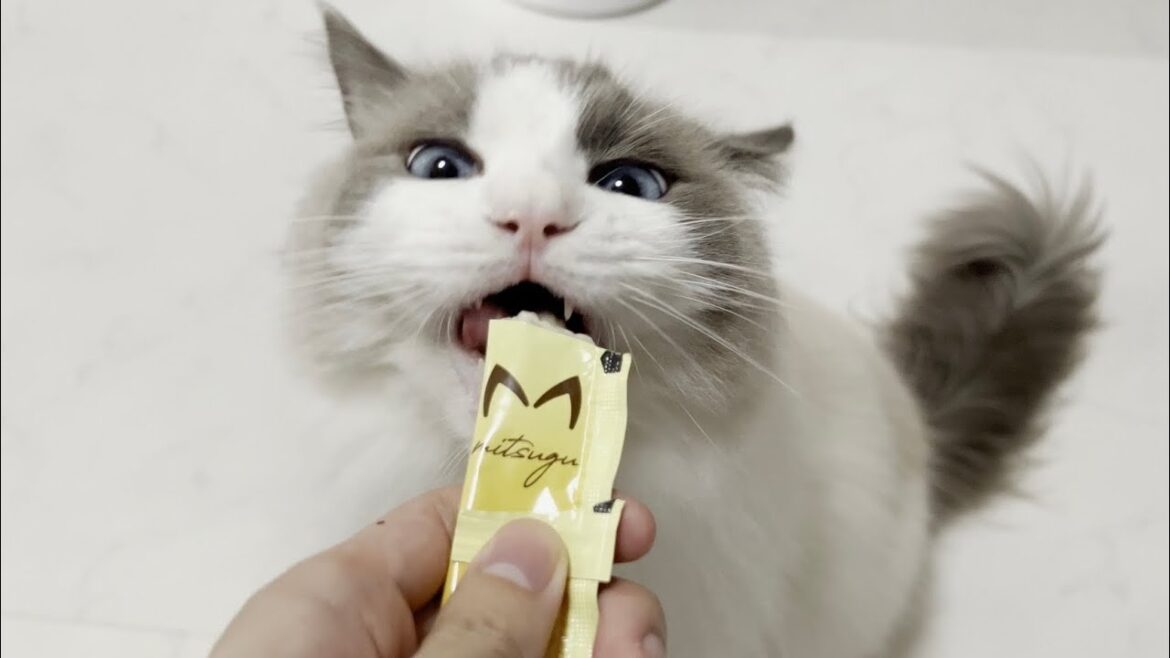 退院後にラグドール猫と再会したらかわいすぎた。 退院後にラグドール猫と再会したらかわいすぎた。