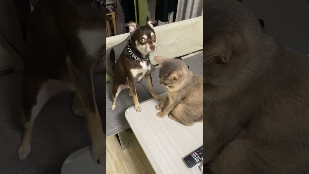 猫のニオイを嗅いでいたら 突然叩かれて しょんぼりする犬 #shorts #アビシニアン #チワワ