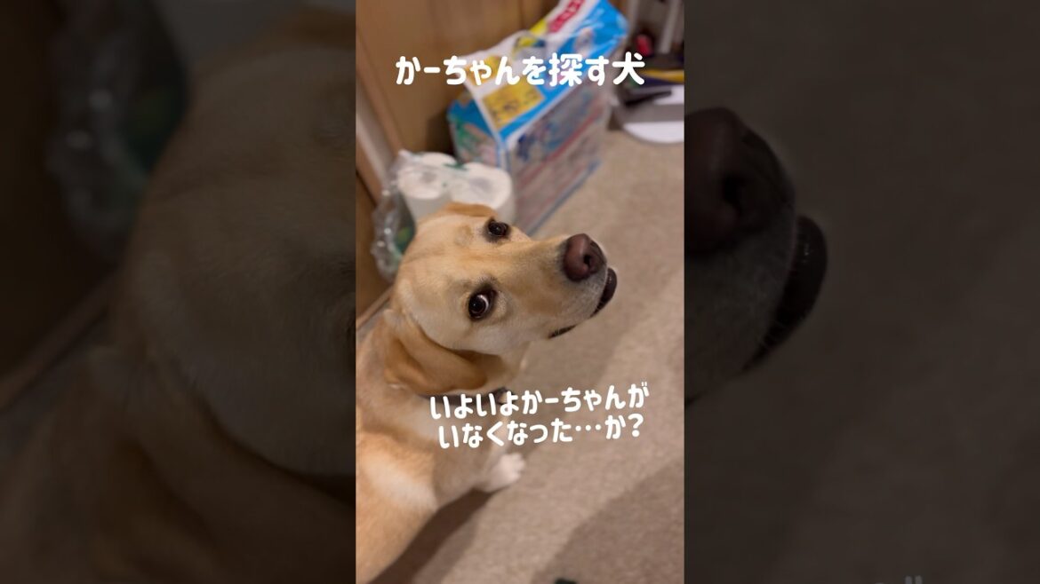 かーちゃんを探す犬★#shorts #labradorretriever #ラブラドールレトリバー #dog #可愛い #癒し #cute #大型犬 #ぼんちゃん