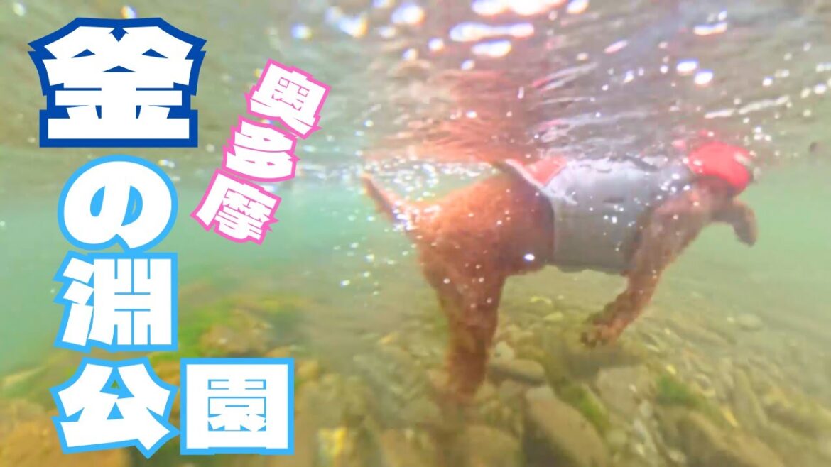 【犬と川遊び】釜の淵公園で今年初の川遊び　【トイプードルのわらび】
