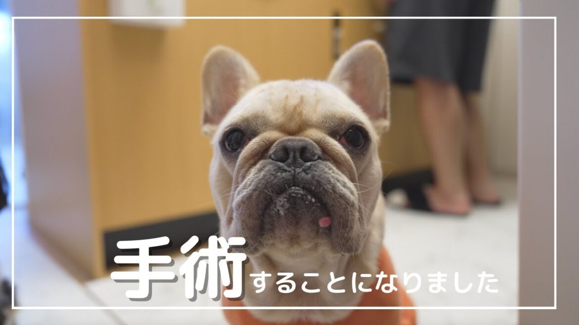 【報告】口元のイボを取る手術をすることになりました