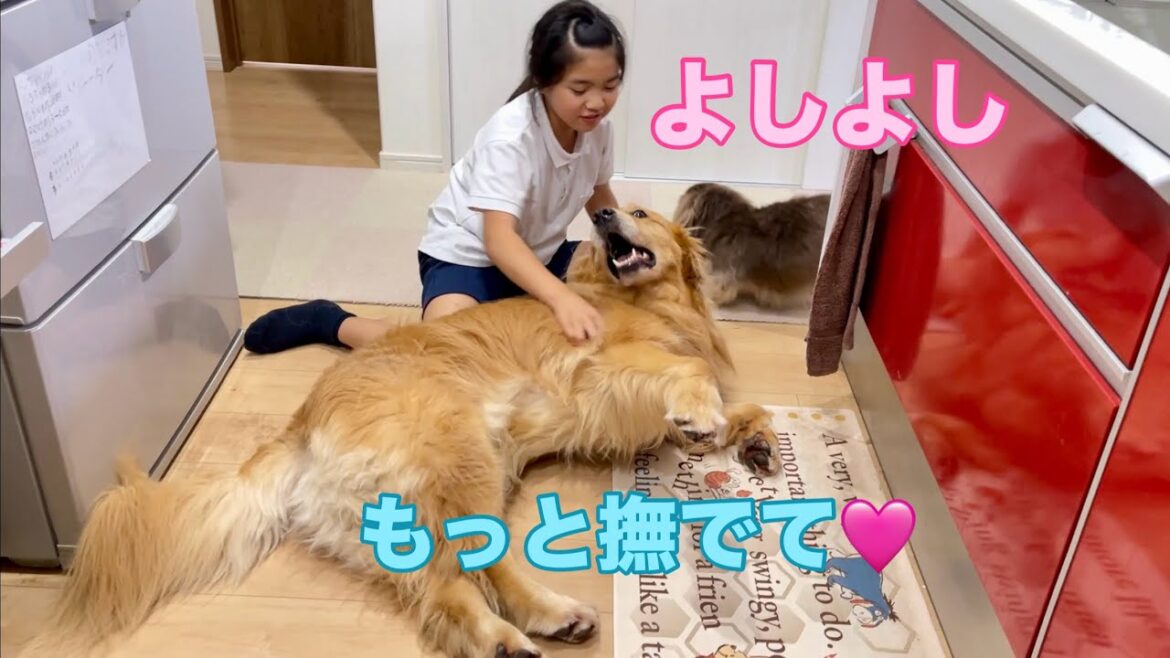犬とは思えないほどデレデレな甘え方の大型犬クッキー【ゴールデンレトリバーとミニチュアダックスフンド】 犬とは思えないほどデレデレな甘え方の大型犬クッキー【ゴールデンレトリバーとミニチュアダックスフンド】