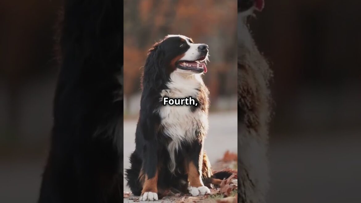 Top 5 Cold-Weather Dog Breeds❄️🐶#shorts