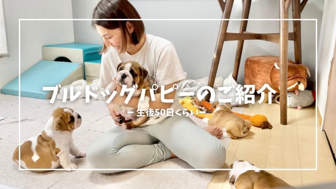 ブルドッグの子犬🐶おみそママとしふぉんパパの子犬たちの紹介 ´ ▽ `