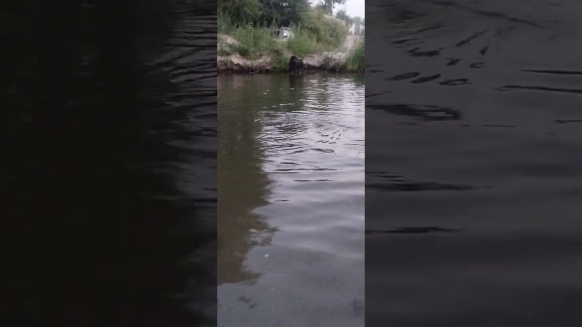 УШОЛ от СОБАКИ #shorts #funnyanimals #rottweiller #ротвейлер #pets #dog #funny #animals #funnydogs