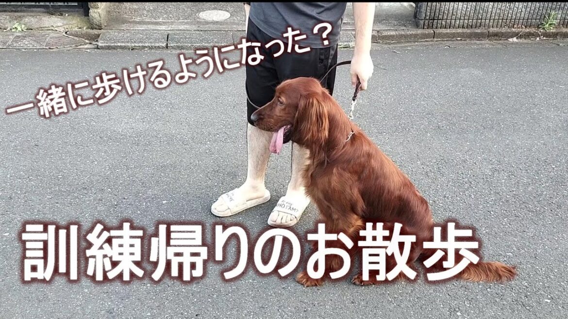 訓練の成果（？）お散歩はできているのか・・・？｜アイリッシュセッター