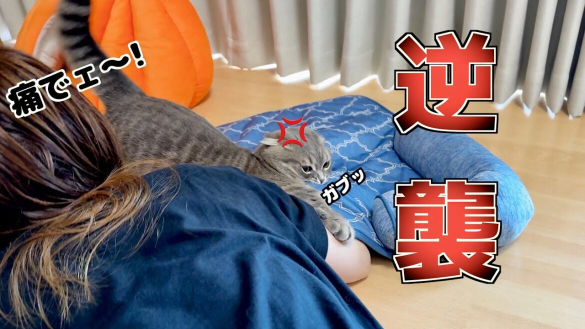 猫を吸おうとしたら返り討ちに合いました...笑 [マンチカンの銀時]